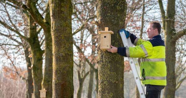 Mezen kunnen komen, huisjes hangen klaar | Bommelerwaard - BD.nl