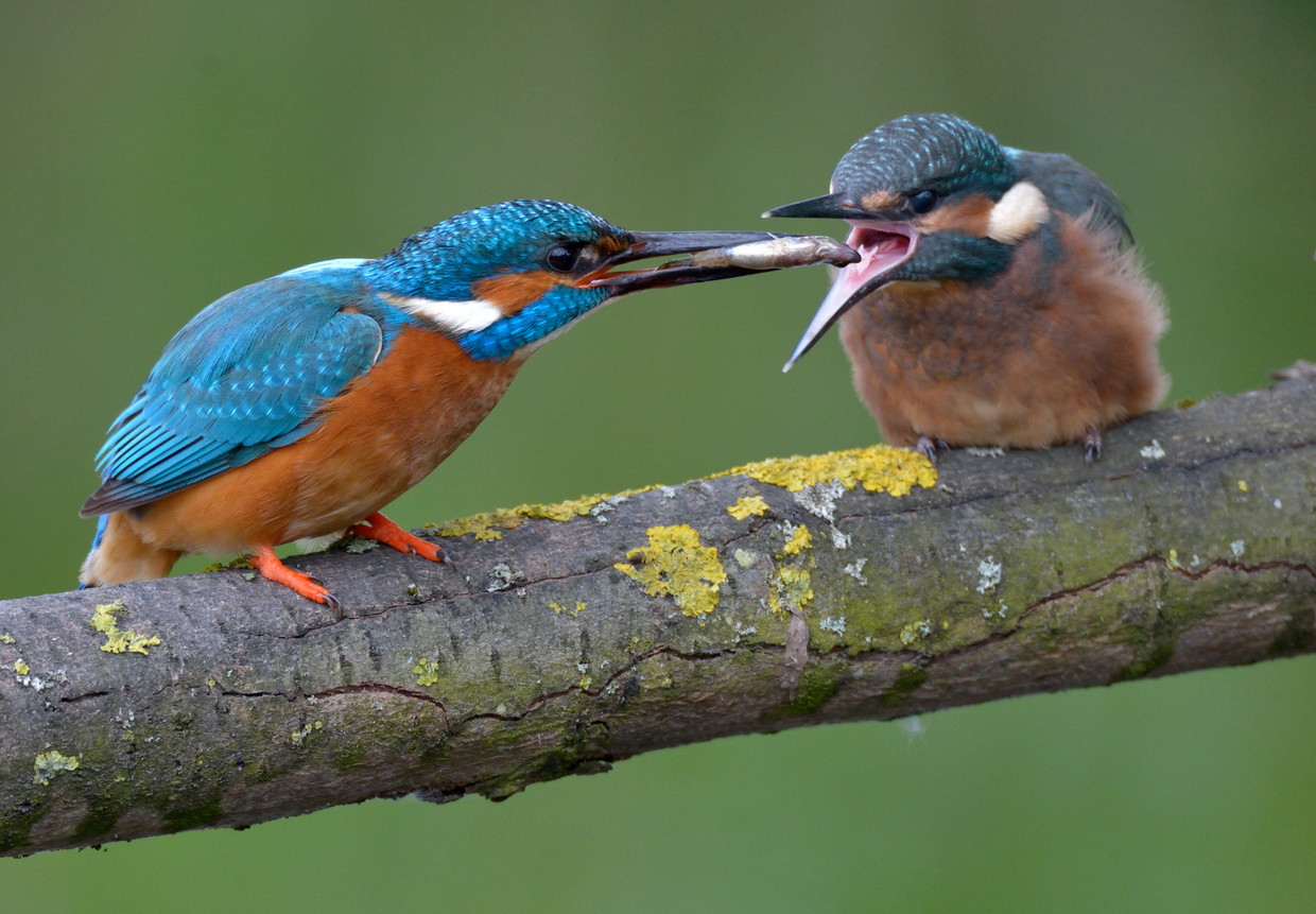 Twee ijsvogels.  Beeld Hollandse Hoogte / Martijn de Jonge