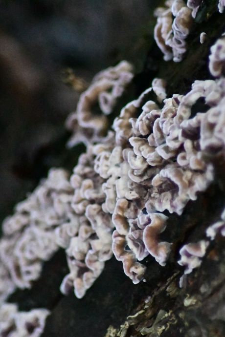 Un champignon “végétal” infecte un être humain pour la première fois: “Une évolution alarmante”