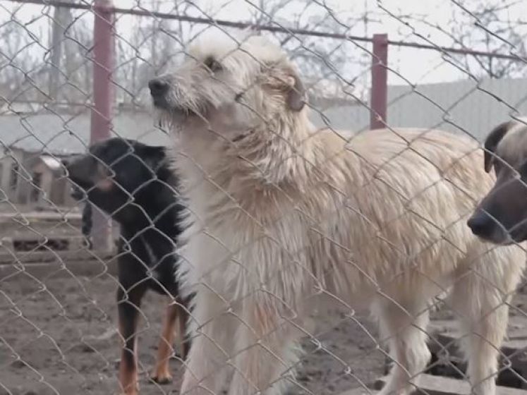 Un refuge à Donetsk évacue des animaux vers la Russie
