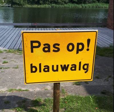 Blauwalg: oppassen met zwemmen in Hanzeland