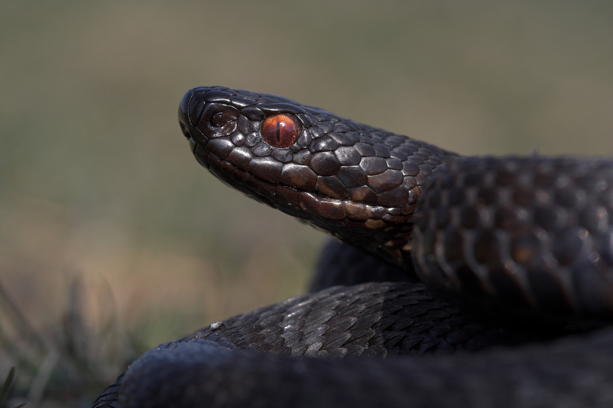 Zeldzame melanistische (zwarte) adder. Beeld ANP / Buiten-Beeld