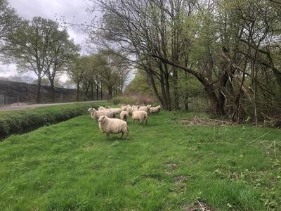 Levende ‘grasmaaiers’ op oevers van Snelleloop