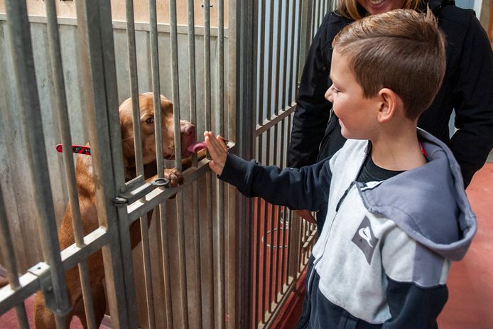Het dierenasiel tijdens een open dag (archieffoto).