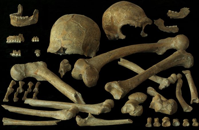 Enkele van de resten van de neanderthalers uit Spy.