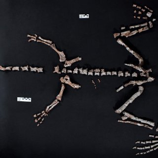 Minimaal gewicht, immense betekenis: twee nieuwe dinosoorten ontdekt in Argentinië