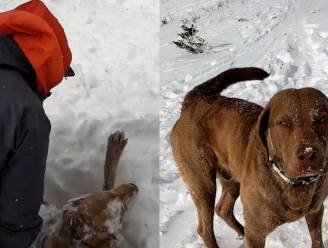Tieners bevrijden hond levend en wel uit lawine: "Dit is een mirakel”