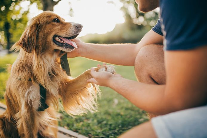 La race d'un chien ne permet pas de prédire son comportement