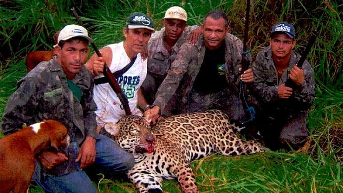 De jaguar is in Zuid-Amerika grotendeels beschermd, maar daar hadden de jagers geen boodschap aan.