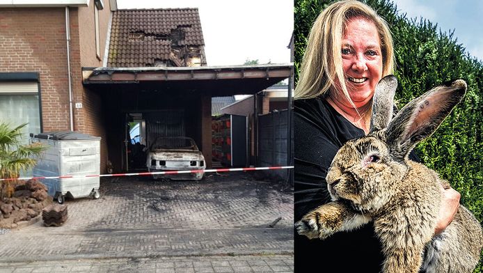op reuze Rambo zet konijnenwereld op zijn kop | Binnenland | AD.nl