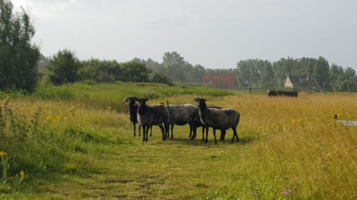 De schapen in het natuurgebied achter het Ensorkerkje in Mariakerke.