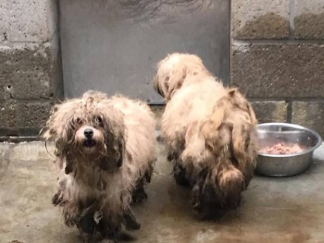 17 zwaar verwaarloosde honden in beslag genomen in Bonheiden