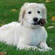 Hondenbaasjes opgelet: laat je viervoeter geen dennenappels en kastanjes eten