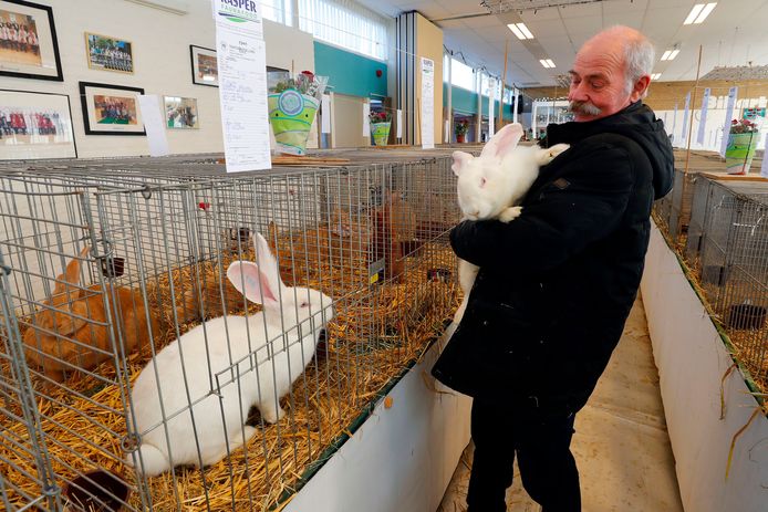 Hokken vol kolossale konijnen bij Eindhovense konijnenshow | ed.nl