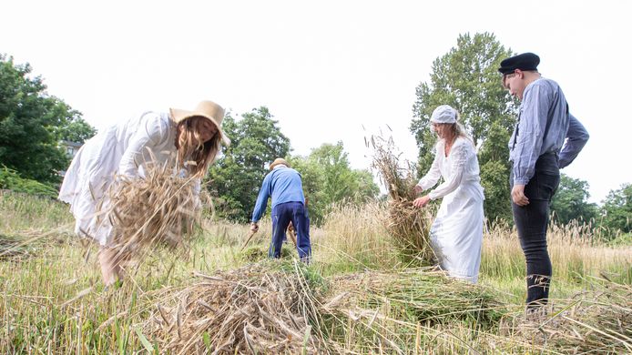 Terwijl de heren het maaiwerk verrichten, binden de dames de roggestengels samen tot garven.