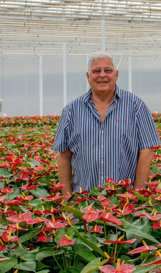 Hoe Naaldwijker Lourens (80) de grootste potplantenkweker van zuidelijk ...