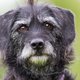 Prachtige fotoserie: dit is hoe honden oud worden