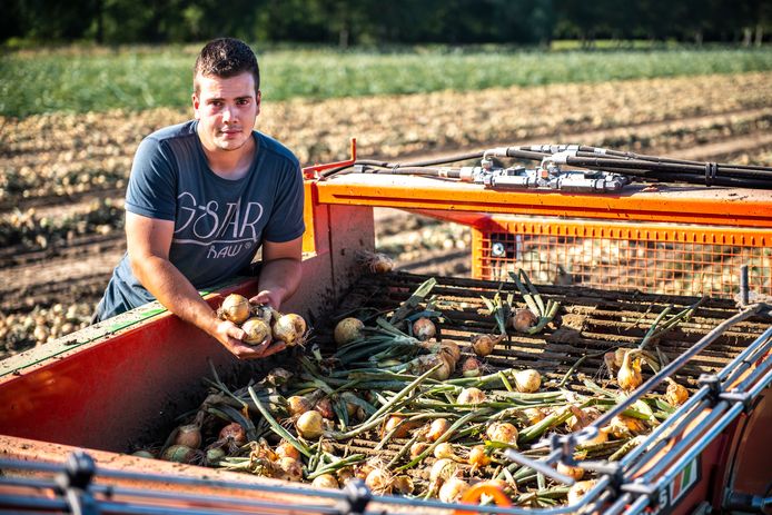 Boer Djordy Hoogerwerf rooit de uien dit jaar extra vroeg vanwege het warme weer.