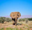 Woede en verdriet nadat iconische olifant ‘Voortrekker’ in Namibië wordt doodgeschoten door trofeejager