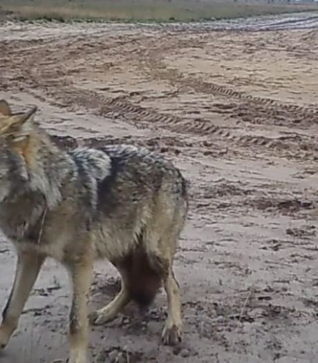 Sept loups sur les images de vidéosurveillance: “Il y avait en fait 5 louveteaux”