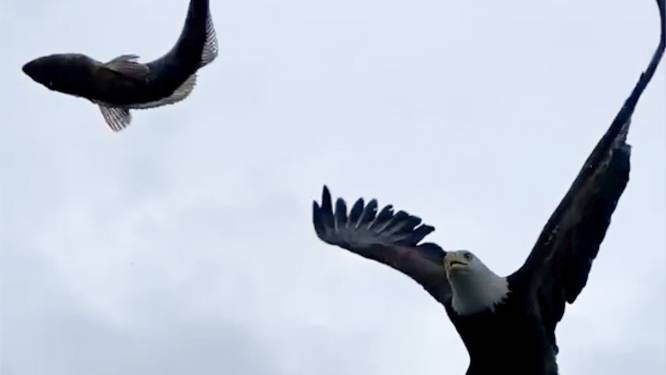 Zeearend grist vis uit de lucht (!) en dat levert prachtige beelden op