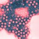 ‘Omikronvariant’ van het coronavirus maakt wereld nerveus: dit weten we erover