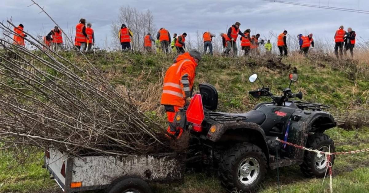 Ruim 2000 boompjes weggehaald uit Groenekan: krijgen nieuwe plek in Amelisweerd en Woudenberg