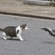 ‘Een beetje vogel laat zich echt niet zo gemakkelijk door een kat vangen’