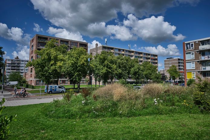 In de Schiedamse wijk Groenoord wonen veel mensen die onder de armoedegrens leven.
