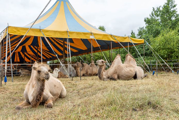 Op de Roelandsweg in Renesse 'wonen’ deze week de kamelen van circus Renz International.