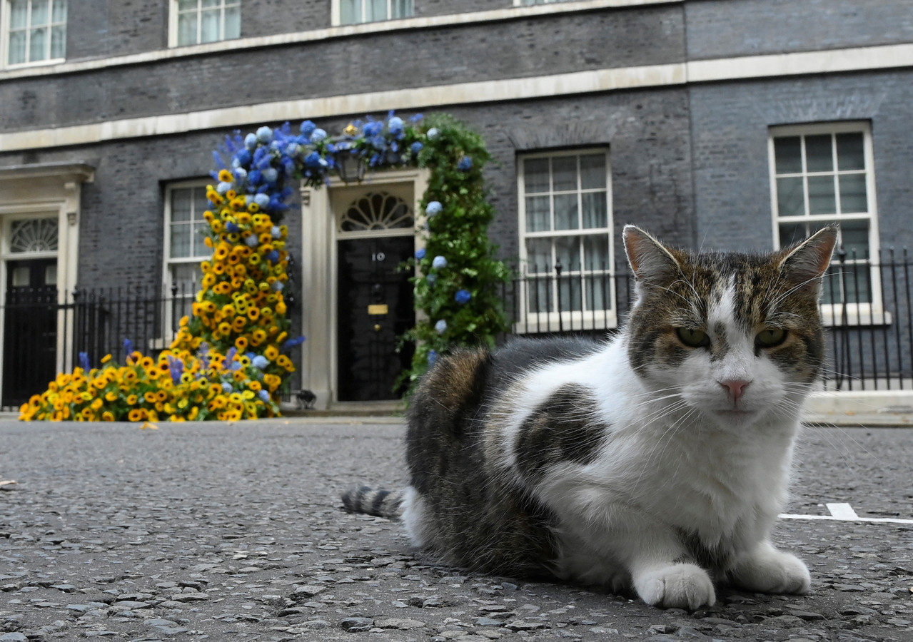 Larry 4 leader: Kat Downing Street ‘doet mee’ aan strijd Britse ...