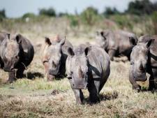 En Afrique du Sud, près de 500 rhinocéros ont été tués par des braconniers en 2023
