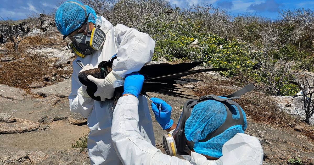 Bird Flu Outbreak Threatens Rare Species in Galapagos Islands