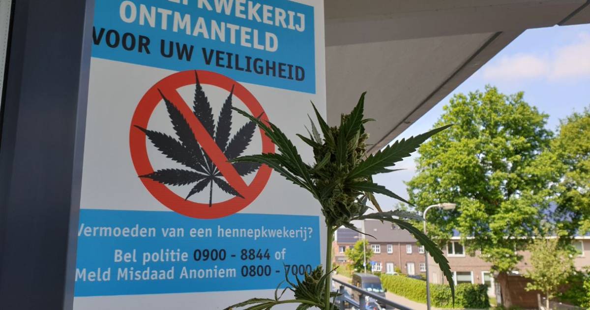 Professionele wietkwekerij midden in een woonwijk in Aalten: woning gesloten door burgemeester.