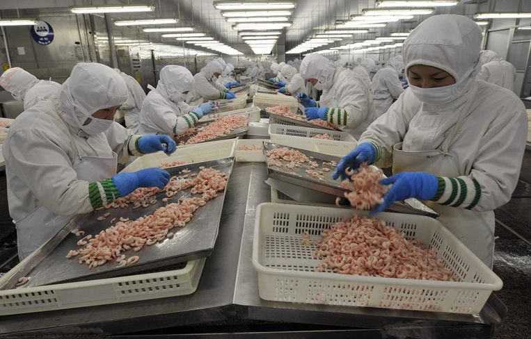 Werknemers pellen garnalen in een fabriek in China. Beeld reuters