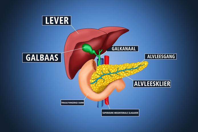 pancreas and surrounding organs.