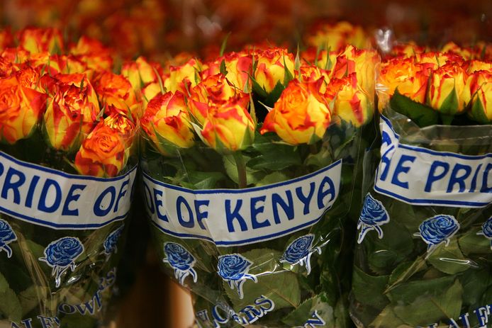 Rozen uit Kenia op de bloemenveiling in Aalsmeer.