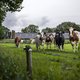 Gevolgen stikstofuitspraak verstrekkend: ‘Je kunt nu elke boer met een innovatieve stal op de korrel nemen’