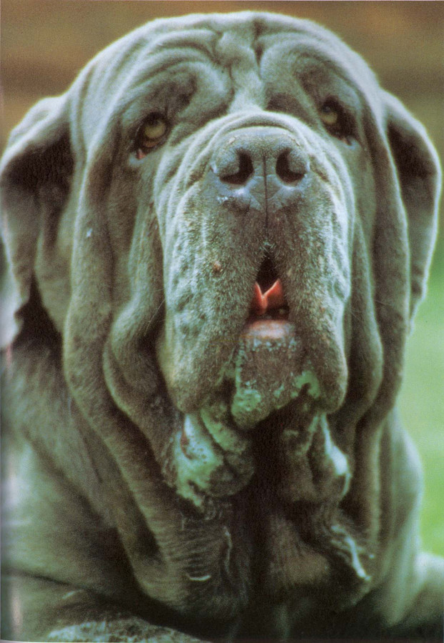 Собака с обвисшей мордой. Мастиф шарпей. Собака шарпей. Неаполитанский мастиф порода собак. Неаполитанский мастиф (мастино).