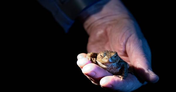 Hetty en Willem helpen de padden oversteken in Overasselt