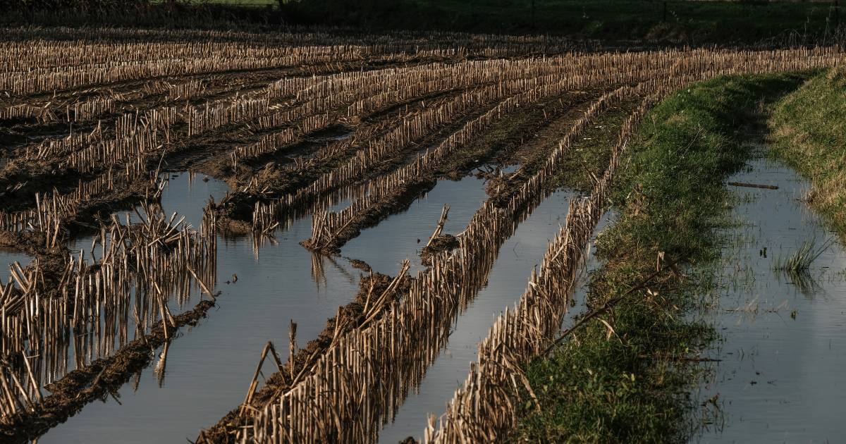 Ineens is er zoveel water dat het weggepompt moet worden: ‘Akkers en weilanden vol plassen’