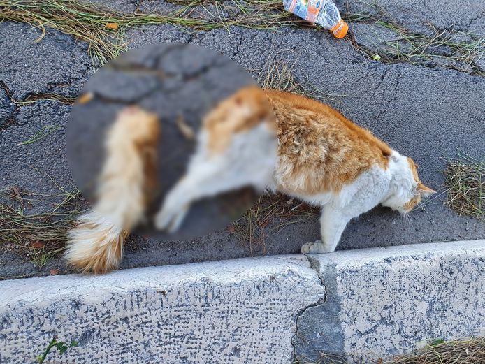 Un Chat Tue Avec Des Petards En Italie Quelqu Un A Pense A Celebrer Le Nouvel An Comme Ca Faits Divers 7sur7 Be