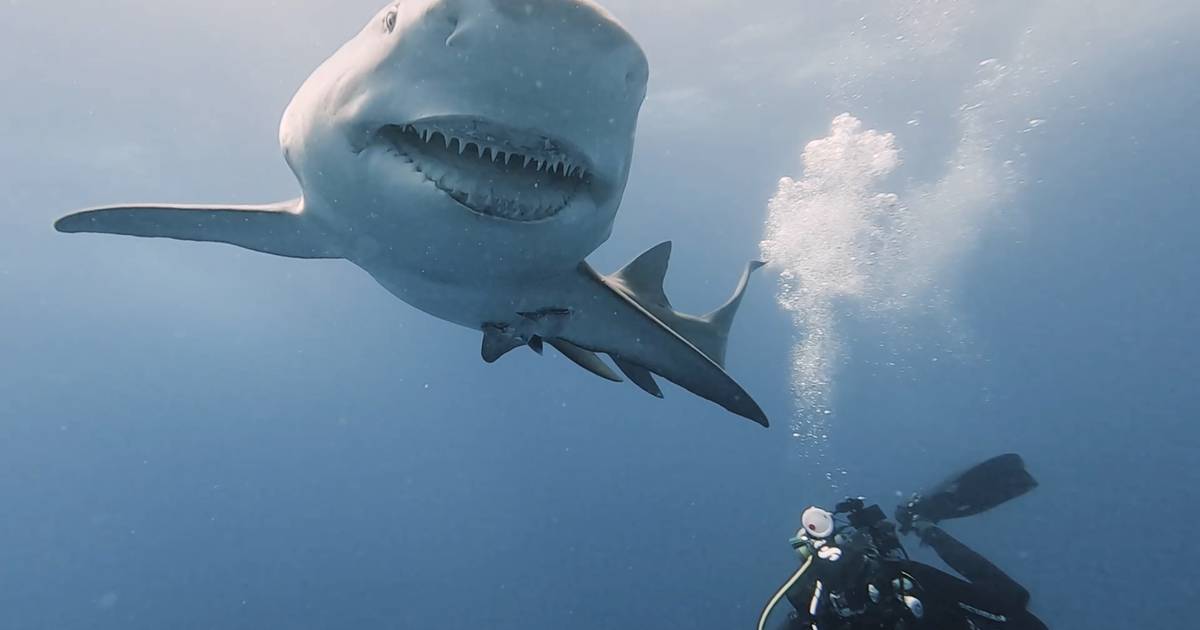 look.  Leuven diver succeeds in taking unique photos of “the only shark on the planet that has this deviation” |  the animals