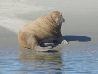 Walrus weer vertrokken na opmerkelijk bezoek aan Nederland, waarschijnlijk terug op weg naar de Noordpool