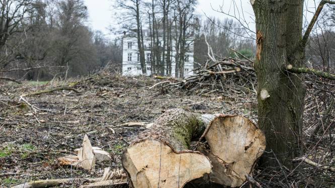 Beruchte familie Appeltans doet tegenwoordig ook aan illegale ontbossing: “Ze betalen de boetes met plezier en gaan gewoon verder met kappen”