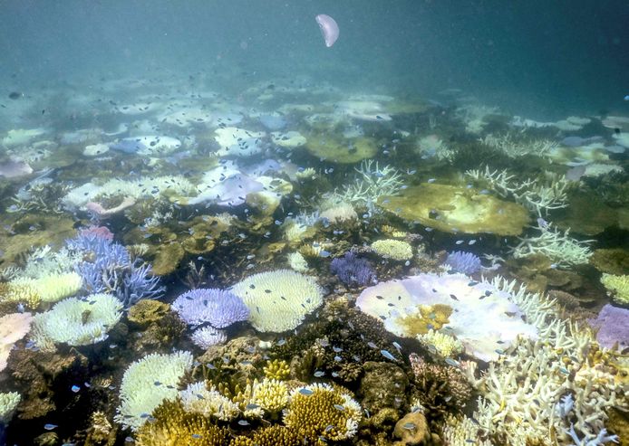 Vissen zwemmen voorbij verbleekt en dood (wit) koraal in de Great Barrier Reef.