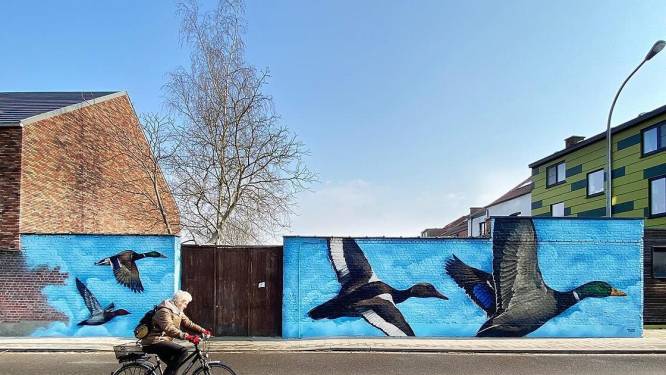 Eenden zwermen uit in Leopold Ruelensstraat