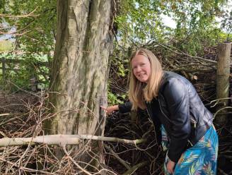 Speelbos Droombergen valt ten prooi aan vandalen: twee monumentale bomen vergiftigd