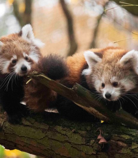 Zo heten de superschattige pasgeboren rode panda’s in DierenPark Amersfoort