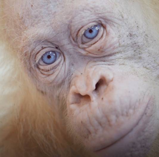 Alba is waarschijnlijk de enige albino orang oetan ter wereld.